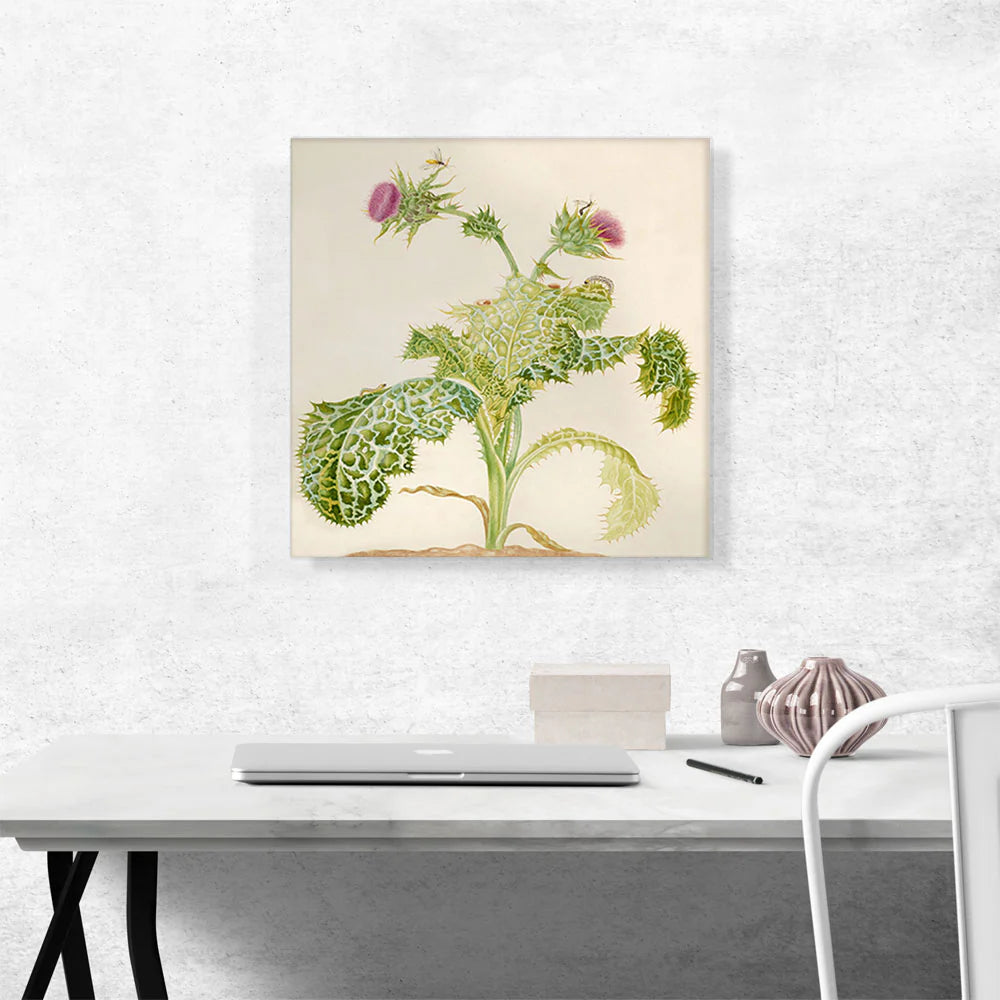 Milk Thistle