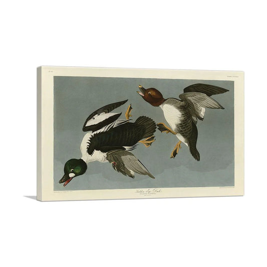 Golden-Eye Duck
