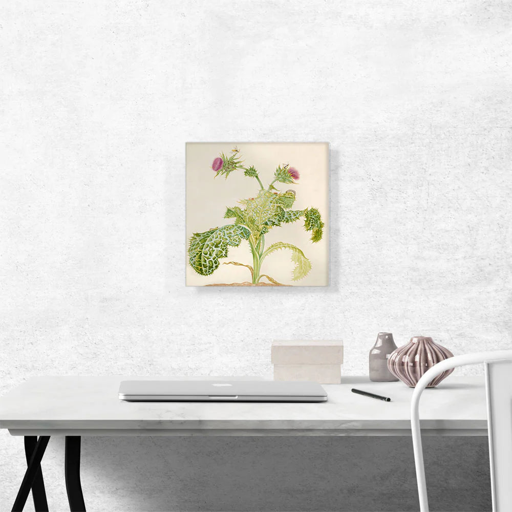 Milk Thistle