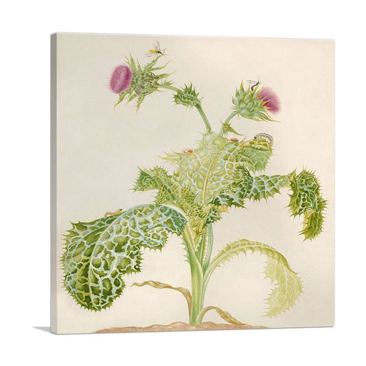 Milk Thistle