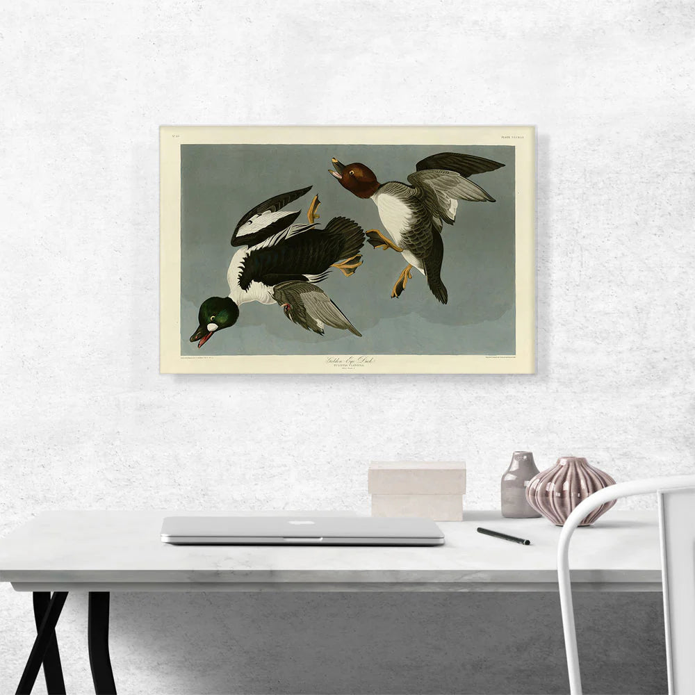 Golden-Eye Duck